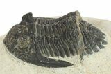 Bargain, Hollardops Trilobite Fossil - Ofaten, Morocco #287343-2